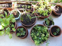 Small Space Gardening Ideas Viet