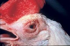 It is transmissible to humans. Newcastle Disease Department Of Agriculture