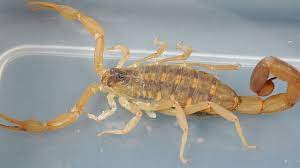 scorpion sightings and stings