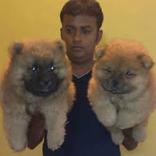 pets pedigree exotic pet puppies