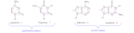 nucleic acids