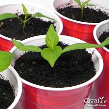 Recycled Seed Starting Containers For