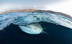 Was megalodon bigger than a blue whale? Whale Shark Video Saved From A Fisher S Net Magazine Articles Wwf