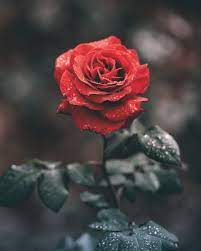 27+ Roses Images