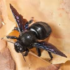 Carpenter bees drill holes in wood. Profile Bees Wasps Carpenter Bees