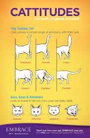 Learn To Read Your Cats Body Language For More On Cat Body