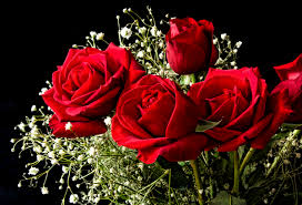 bouquets of fresh roses hd photos free