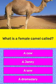 There are three living species of camels. What Is A Female Camel Called Trivia Answers Quizzclub