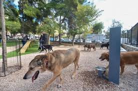 two dog parks open in athens as city
