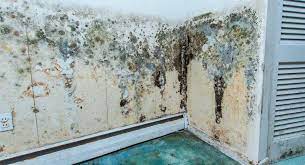 Learn About The Health Hazards Of Mold