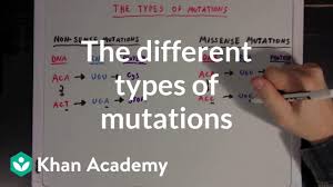The Different Types Of Mutations Video Khan Academy