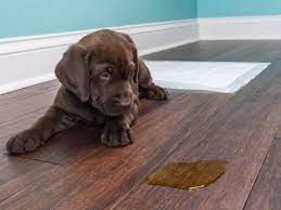 repair hardwood floors with pet stains