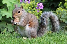 summer behavior patterns in squirrels