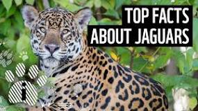 what-does-the-word-jaguar-mean