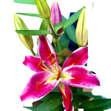 7 flowering plants to brighten up your