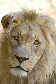 376 best Lion King images on Pinterest