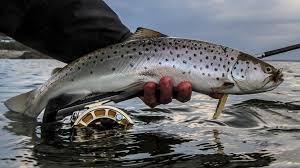 Image result for sea trout
