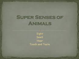 Super Senses Of Animals Authorstream