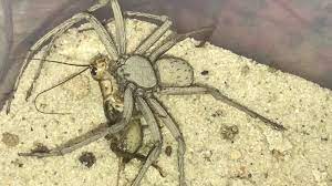 Шестиглазый песочный паук: Может кушать 1 раз в полгода, а токсин  растворяет жертву за минуту | Пикабу