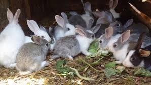 Rabbits require a hutch for shelter. Raising Rabbits For Profits Jaguza Farm Support