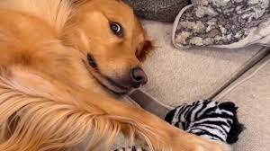 Golden retriever adorably captivated by his toy zebra 