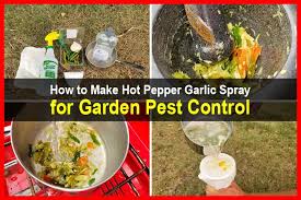 garlic spray for garden pest control
