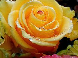 hd wallpaper yellow rose rose luzern