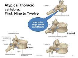 T1 bears some resemblance to low cervical. Ppt Surface Anatomy Markings Of The Thorax Powerpoint Presentation Id 218486