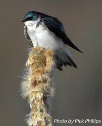 Tree Swallow Nest Box State Of