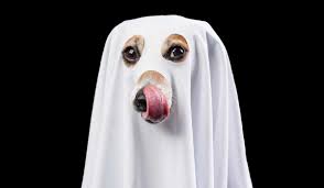 y dog costume ideas for halloween