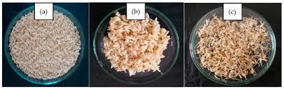 nutritional profiles of yoom noon rice