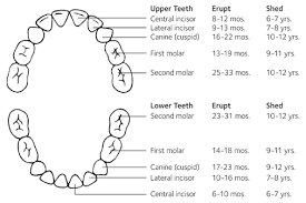 Tooth Eruption Chart Parkview Dental