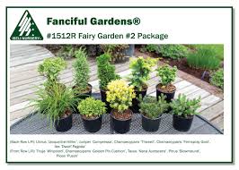 fairy garden 2 package iseli nursery