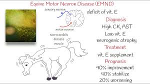 equine motor neuron disease vet