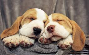 dogs pocket beagle dog hd wallpaper