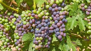 Harvest 101 The Basics Of Crush Season Wine Spectator