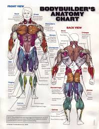 Anatomy Chart Body Muscle Anatomy Muscle Anatomy Muscle