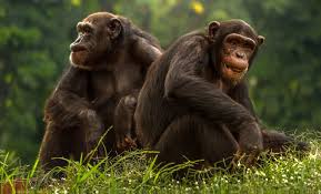 human and chimpanzee genomes