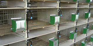Rabbit Battery Cage En Cages For
