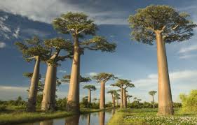 10 необычных деревьев (10 фото) » Интересные факты: самое невероятное и  любопытное в мире