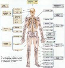 There Are 206 Bones Total In The Human Body Individuals May