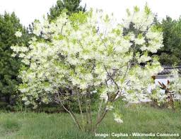 Attractive to bees, butterflies and birds. Types Of Flowering Trees With Pictures For Easy Identification