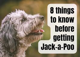 8 vital facts to know about the jack a poo