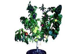 5 in 1 cocktail fruit tree. Fruit Salad Trees Bear 6 Different Kinds Of Fruit On One Plant