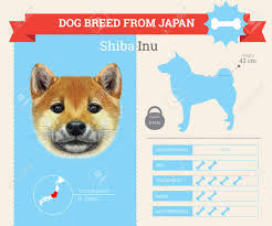 Shiba Inu Dog Breed Vector Infographics This Dog Breed From