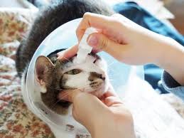 cat eye discharge causes and treatments