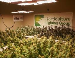 Horticulture Lighting Group Hlg Lamps Manufacturer Cannabis Lighting Brand Information Growdiaries