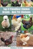 What breed of chickens are the friendliest?