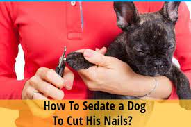 how do i sedate my dog to cut his nails