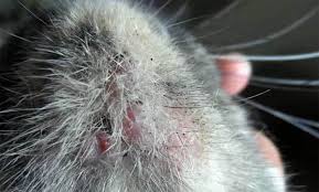 black spots lentigo on cat gums nose